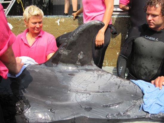 Rescate Orca Morgan La orca Morgan siendo rescatada