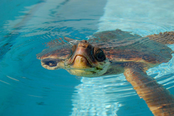 tortugaBoba
