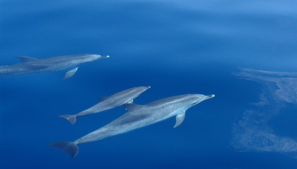 delfines_blog