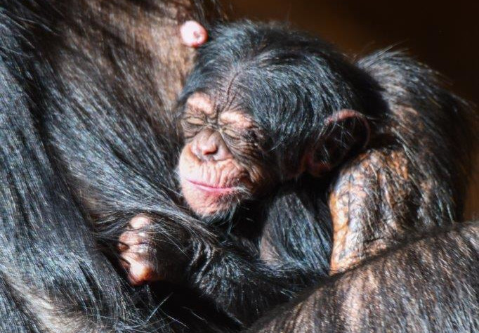 Nacimiento de cría de chimpancé