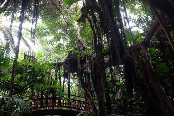 jungla de ara