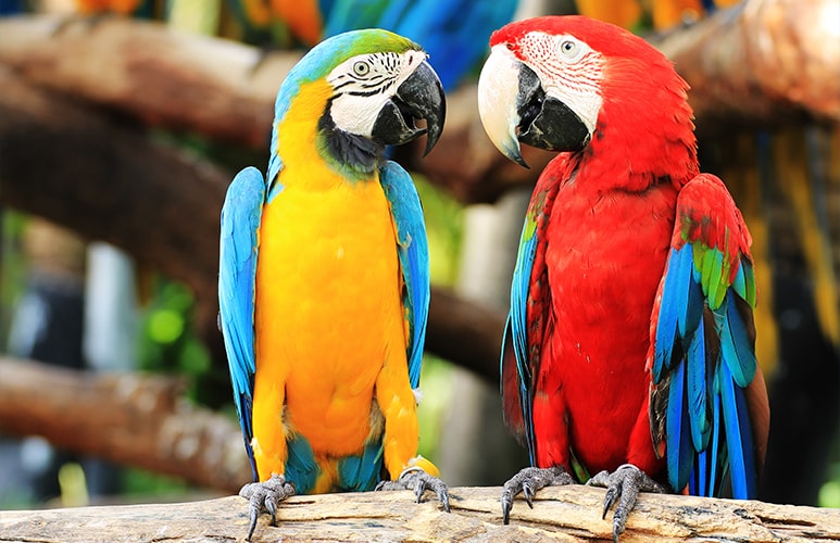 Organiza tu visita a Loro Parque con horarios, entradas y experiencias exclusivas