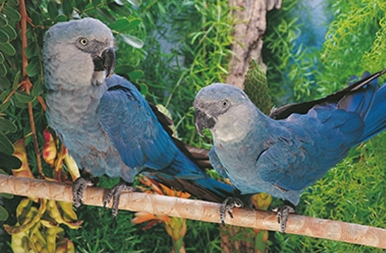dos ejemplares de loro