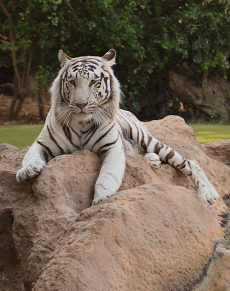 Tigre Tigre