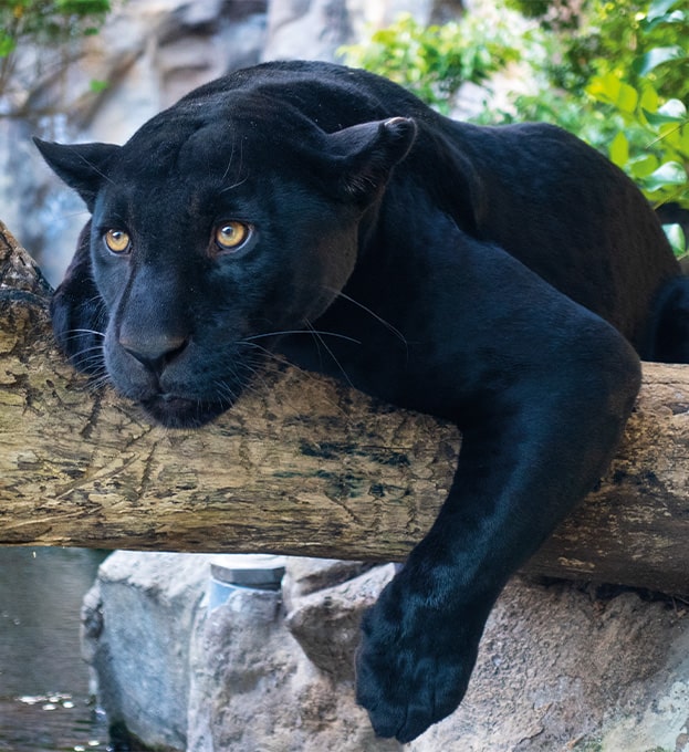 Jaguares de Loro Parque