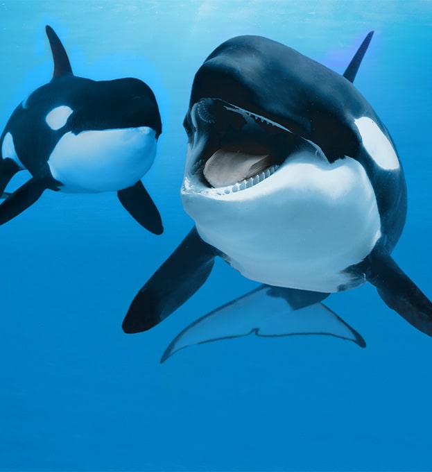 Orcas Orcas