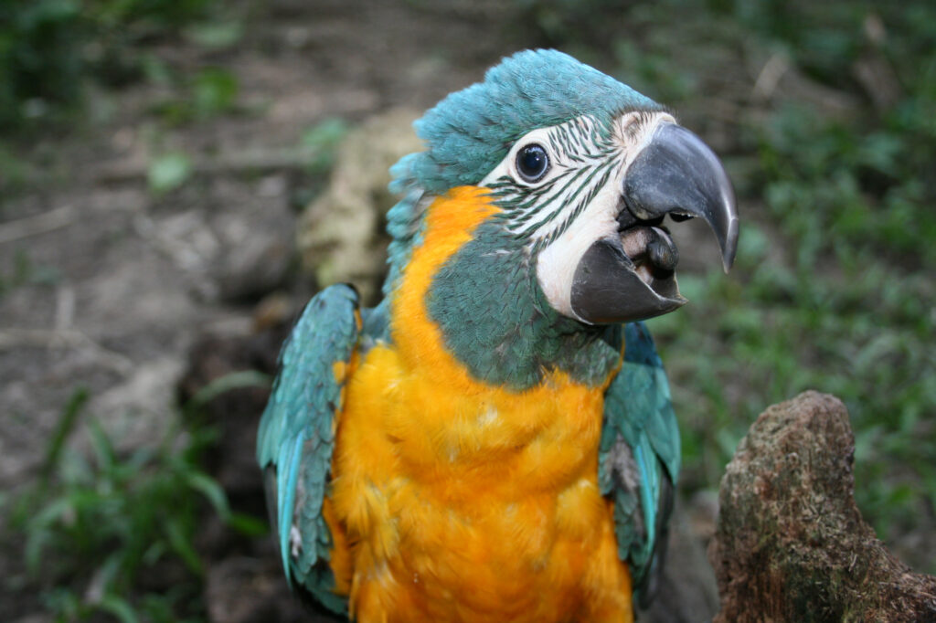Guacamayo Barba Azul Guacamayo Barba Azul