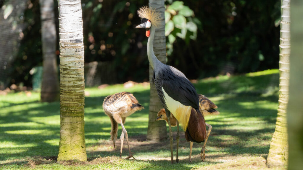 Grulla adulta con sus crías