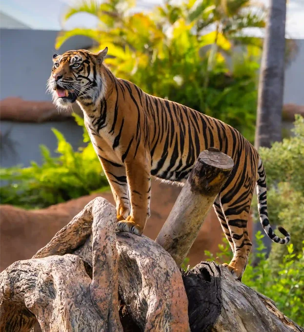 Tigre Loro Parque